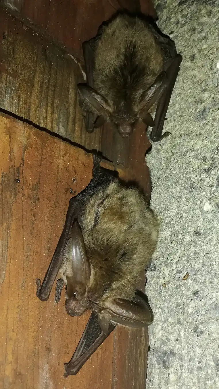Tiere Fledermaus